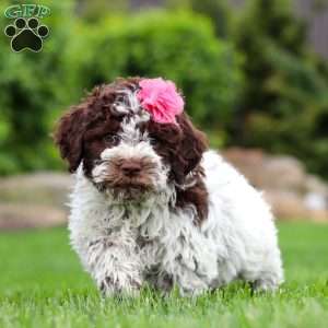 Penny, Lagotto Romagnolo Puppy
